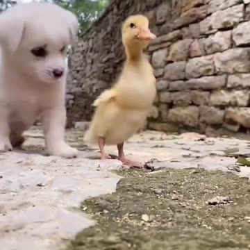 Cute baby animals Videos Compilation cute moment of the animals - Cutest Animals On Earth