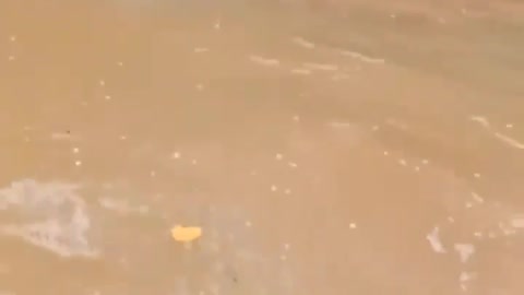 This is a beautiful and charming water-dwelling species