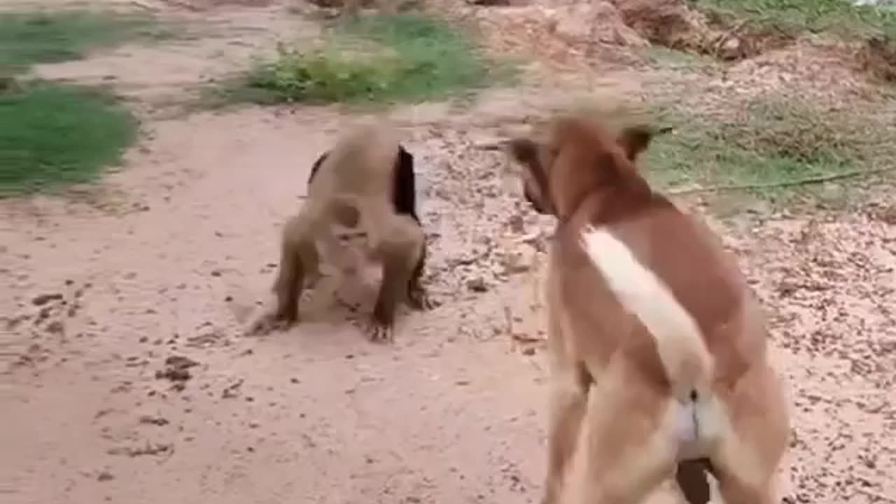 #animals funny videos 🤣🤣