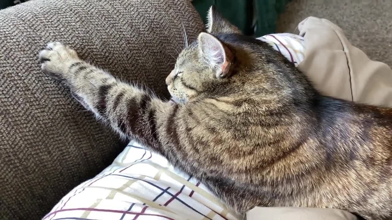 Cute Tabby Cat Purring