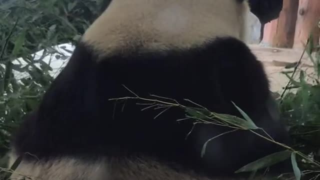 The giant panda