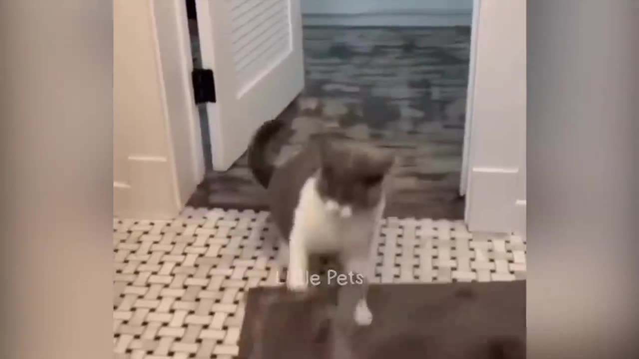 Funniest animals