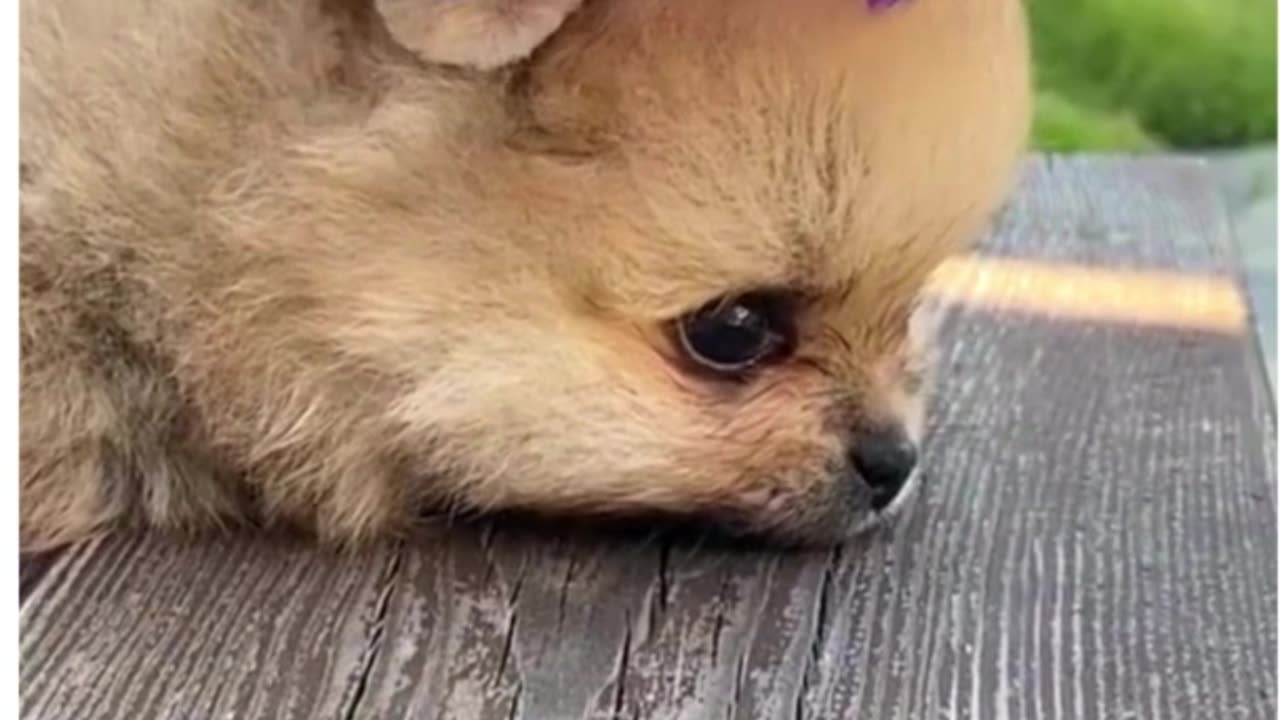 Cutest baby dog i've ever seen.