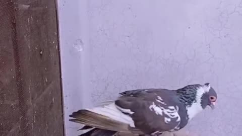 Pigeons