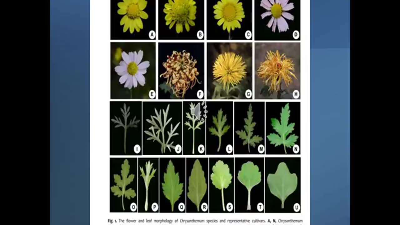 Alt-Tech S2 19 Chrysanthemum Domestication
