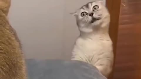 funny and cute cats complation