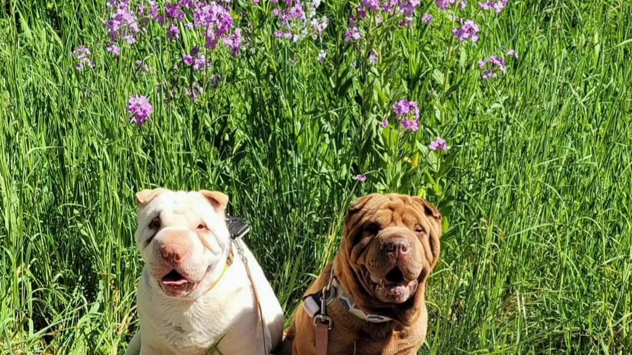 Aurora & Tindrah's May 2023 Photo Challenge