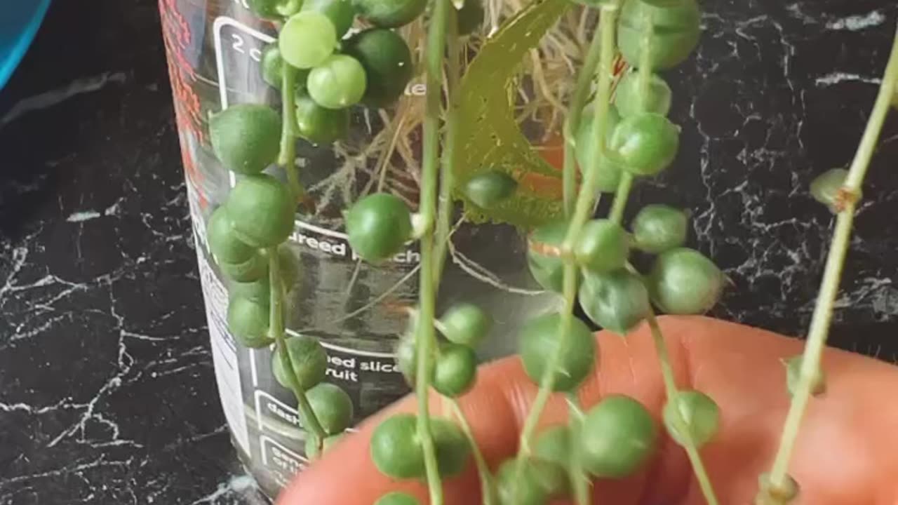 String Of Pearls | House Plant | | Troubleshooting | Indoor Plant Tips | Plant Care | House Plants