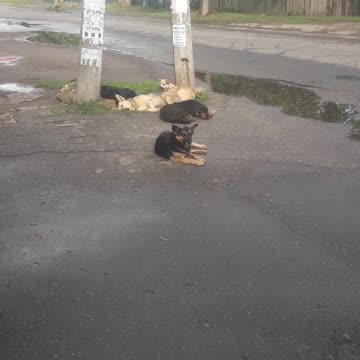 Homeless dogs