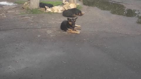 Homeless dogs