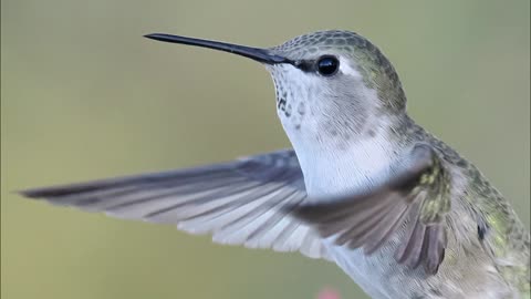 A Little Hummingbird