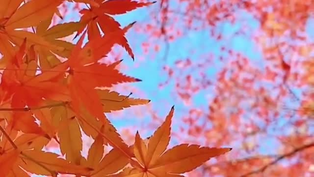 #scenery #landscape #flowers #foryou
