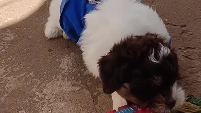my happy dog