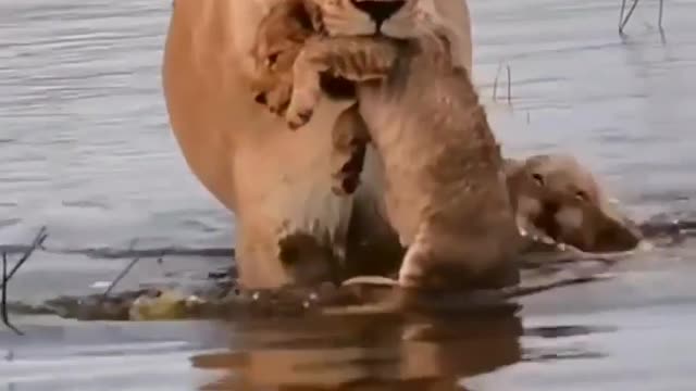 South africa forest lion with baby