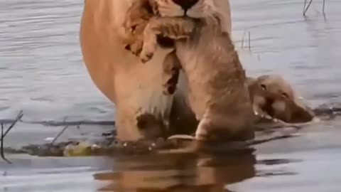 South africa forest lion with baby