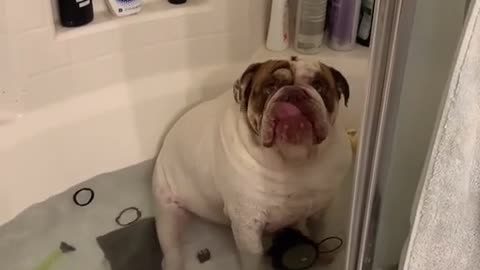 I FOUND THIS BULLDOG IN MY BATHTUB.mp4