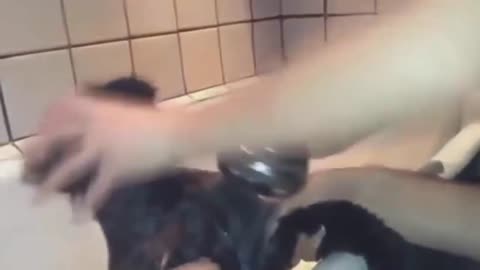 Funny cats. . Lots of laughter.