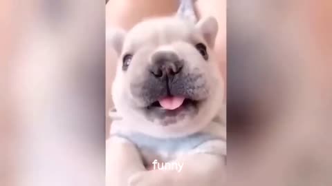 Funny animal's moment 🐈