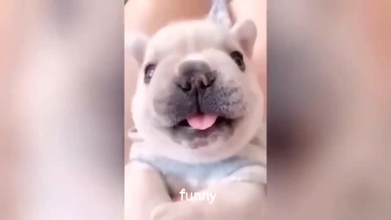 Funny animal's moment 🐈