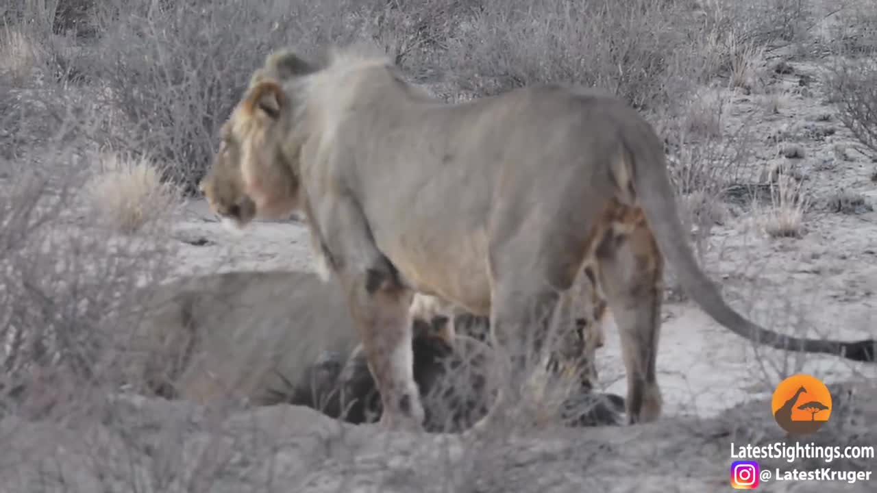 Hyena Walks Right Into 3 Male Lions