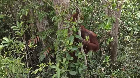 la vida orangutan de Borneo