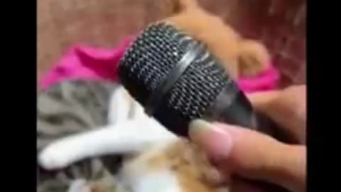 funny animal videos