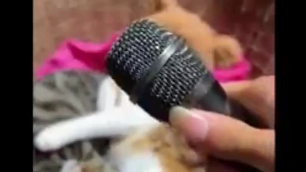 funny animal videos