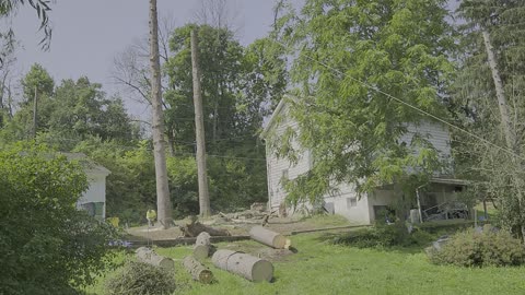 Tree fell in between 2 houses