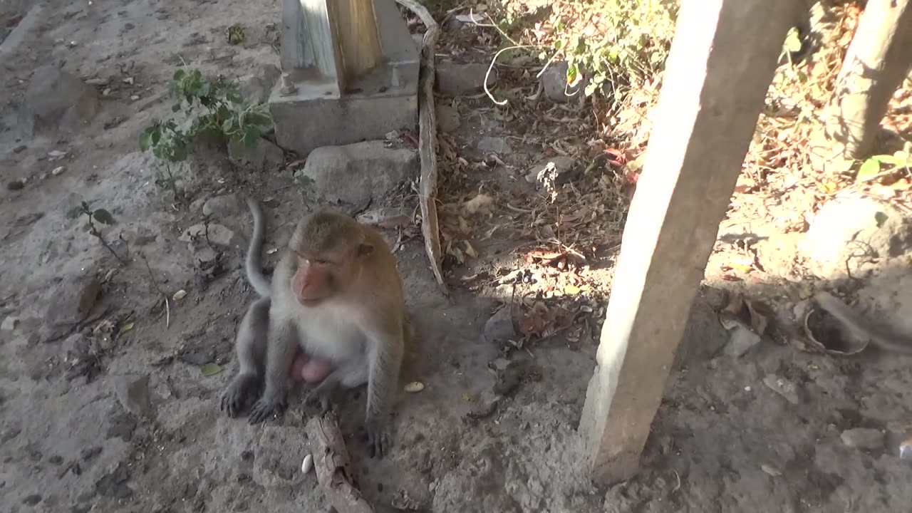 Couple of Monkeys React Angry When Being Filmed By Human|viral Monkeys