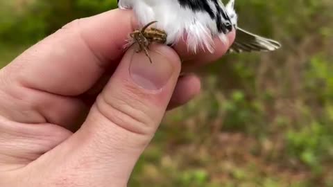 Birds lover