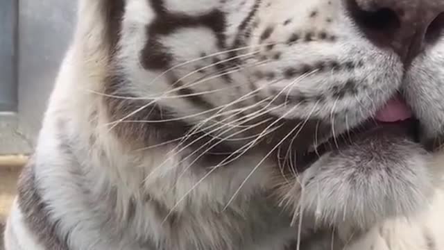 Tigers white wt black stripes zebra irdk