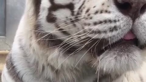 Tigers white wt black stripes zebra irdk