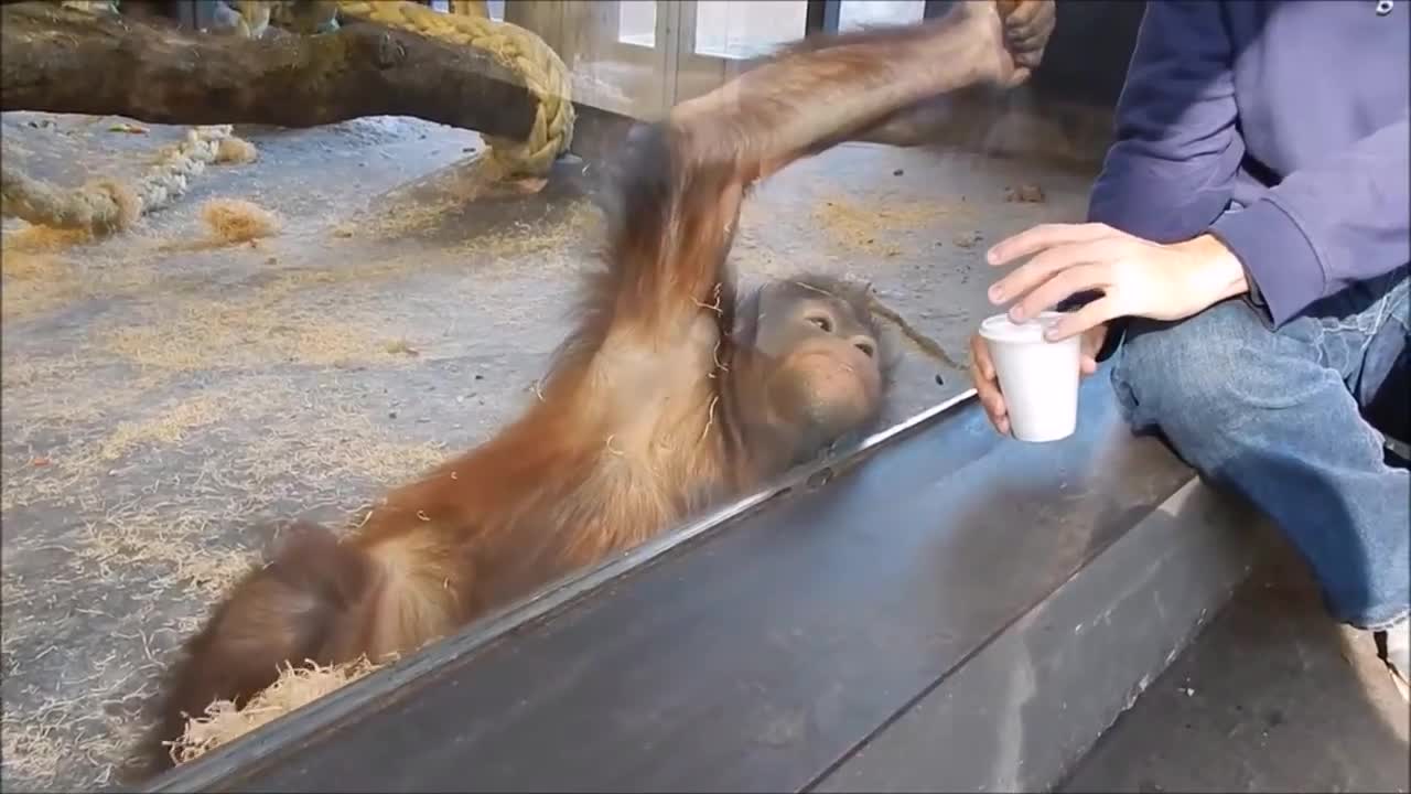 monkey react to magic