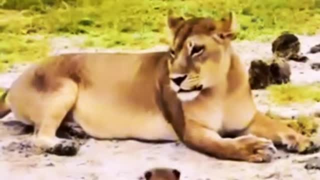 Lioness mom and her lion cub