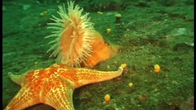 Swimming Anemone while diving Vancouver Island Canada