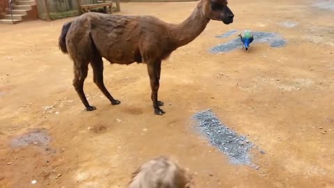 TRY NOT TO LAUGH - Funny Babies At The Zoo - LAUGH TRIGGER.