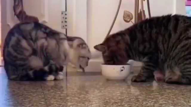 Cats Sharing Food Each Other