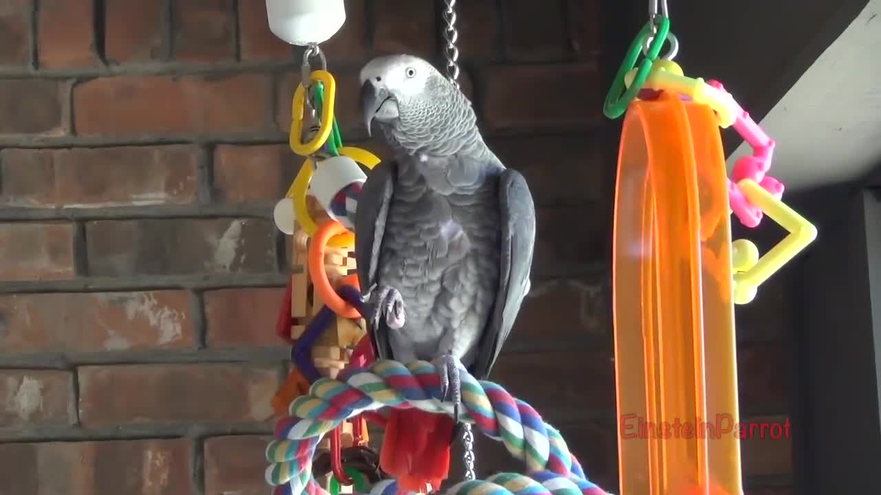 Einstein Parrot can talk better than most humansp24