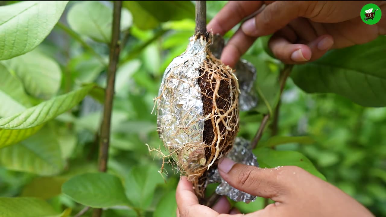 Grow Your Guava Tree FAST with These Expert Air Layering Tips!