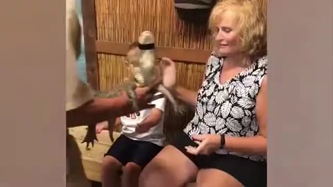 Scary & Funny Animals ATTACK People! - Animal Attacks