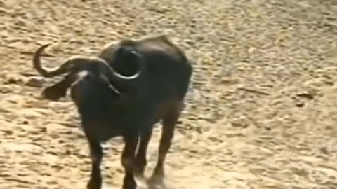 The best of animal attacks 2022