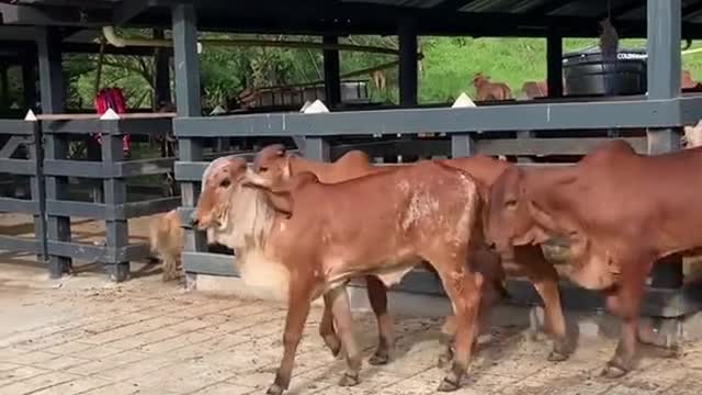 Donadoras productoras los mejores embriones hijos de lso mejores toros productores