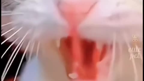 Funny animal