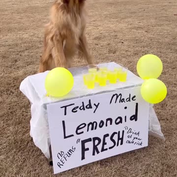 Teddy has the worst business ideas.