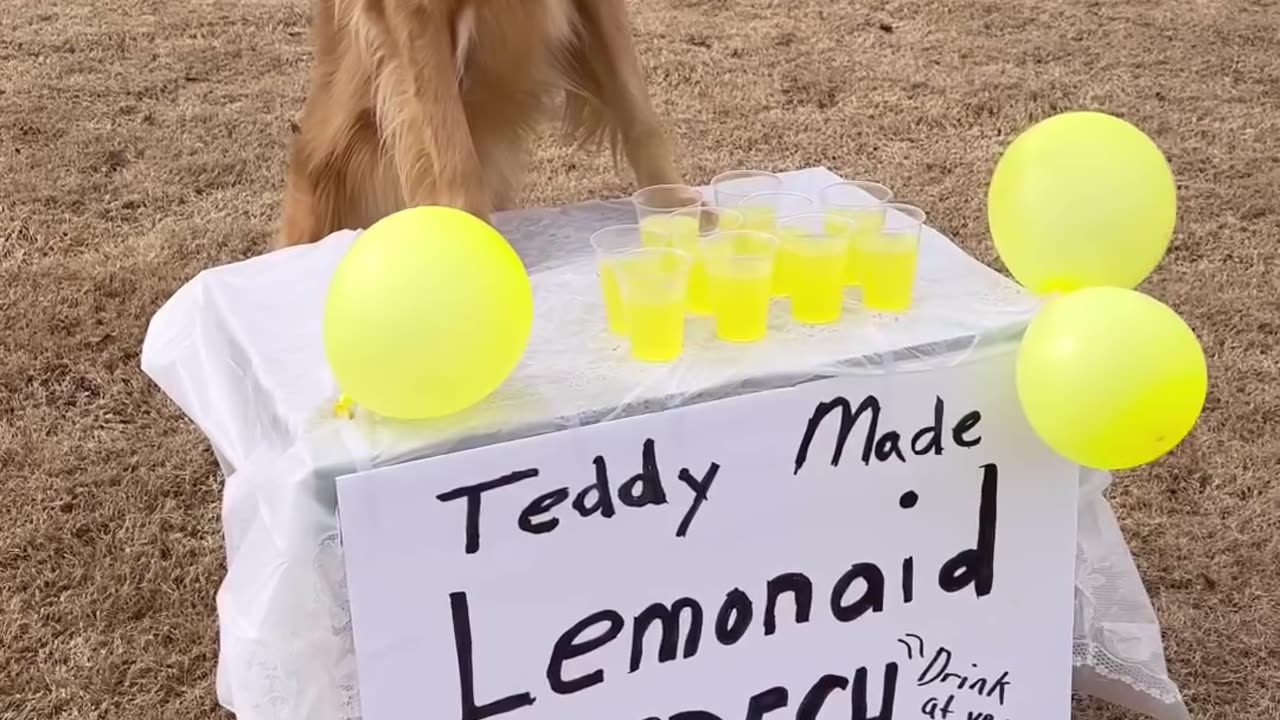 Teddy has the worst business ideas.