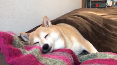 Sleepy boi