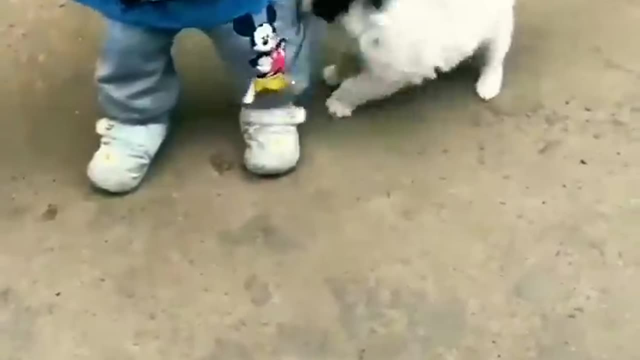 Baby playing with dog