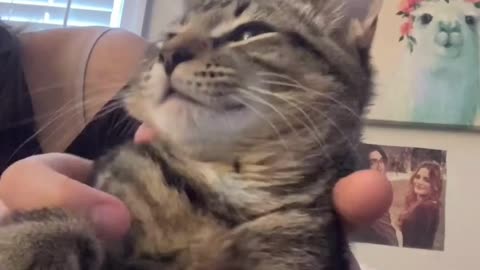 Cute Cats & Funny Cats 😍😍😅😅 #cats #reels #shorts #viral #pets #mmvcats