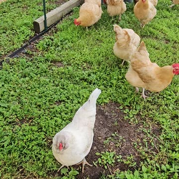 OMC! Flock flyover! - The whole flock! - Brownie & Whitey included! #chickens #brownie #shorts