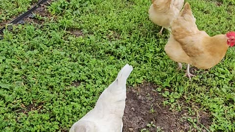 OMC! Flock flyover! - The whole flock! - Brownie & Whitey included! #chickens #brownie #shorts